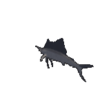 Sail Fish